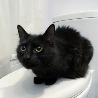 Illustration de l'article : Cherchant désespérément un abri, une chatte errante enceinte trouve encore mieux grâce à des âmes charitables