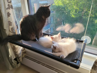 Illustration de l'article : Cherchant désespérément un abri, une chatte errante enceinte trouve encore mieux grâce à des âmes charitables