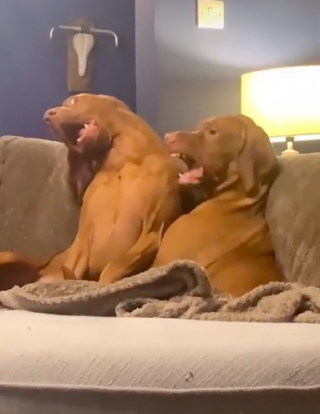 Illustration de l'article : 2 chiens partagent un rituel étonnant avec les éboueurs locaux (vidéo)