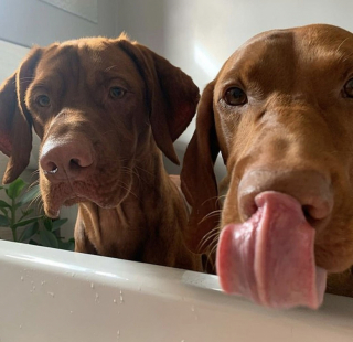 Illustration de l'article : 2 chiens partagent un rituel étonnant avec les éboueurs locaux (vidéo)