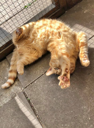 Illustration de l'article : Victime de 3 abandons, ce chat va retrouver goût à la vie (vidéo)