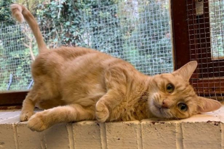 Illustration de l'article : Victime de 3 abandons, ce chat va retrouver goût à la vie (vidéo)