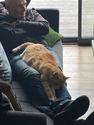 Illustration de l'article : Victime de 3 abandons, ce chat va retrouver goût à la vie (vidéo)