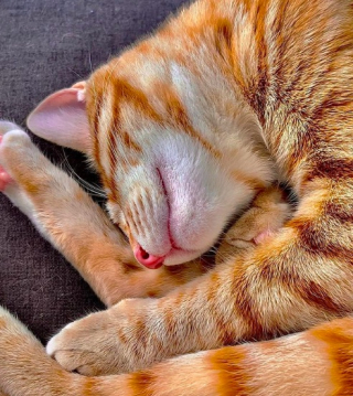 Illustration de l'article : Un couple offre une belle leçon d’humanité en prenant sous son aile un petit chaton aveugle (vidéo)