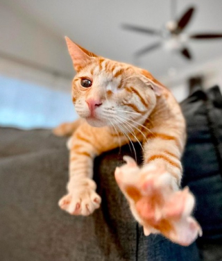 Illustration de l'article : Un couple offre une belle leçon d’humanité en prenant sous son aile un petit chaton aveugle (vidéo)