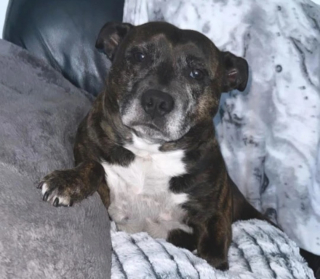 Illustration de l'article : Une American Staffordshire Terrier découvre un oisillon tombé de son nid et se prend d’affection pour lui (vidéo)