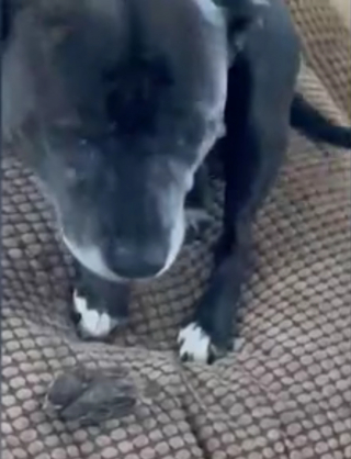 Illustration de l'article : Une American Staffordshire Terrier découvre un oisillon tombé de son nid et se prend d’affection pour lui (vidéo)