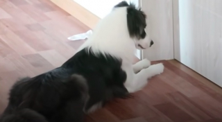 Illustration de l'article : Une chienne affectueuse reste au chevet d'un petit chiot gravement malade (vidéo)