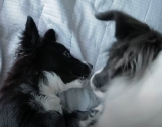 Illustration de l'article : Une chienne affectueuse reste au chevet d'un petit chiot gravement malade (vidéo)