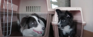 Illustration de l'article : Une chienne affectueuse reste au chevet d'un petit chiot gravement malade (vidéo)