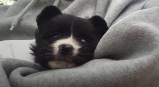 Illustration de l'article : Une chienne affectueuse reste au chevet d'un petit chiot gravement malade (vidéo)