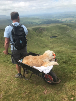 Illustration de l'article : Le propriétaire d’un chien en fin de vie l’emmène faire une dernière expédition au sommet d’une montagne