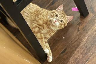 Illustration de l'article : Un groupe d’ouvriers a réussi à sauver un chat dont la tête était complètement coincée dans une benne à ordure