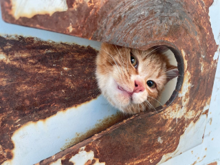 Illustration de l'article : Un groupe d’ouvriers a réussi à sauver un chat dont la tête était complètement coincée dans une benne à ordure