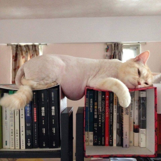 Illustration de l'article : 20 photos d'animaux qu'il était impossible de prendre avec un meilleur timing