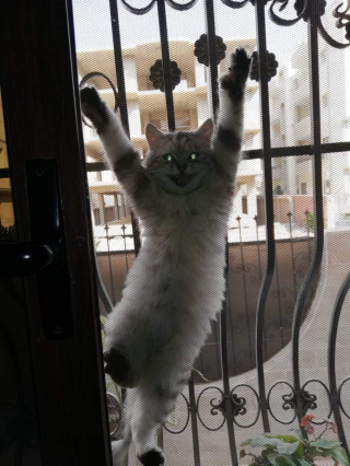 Illustration de l'article : 20 photos d'animaux qu'il était impossible de prendre avec un meilleur timing