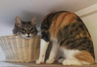 Illustration de l'article : 20 photos d'animaux qu'il était impossible de prendre avec un meilleur timing