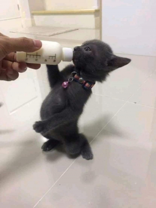 Illustration de l'article : 20 photos d'animaux qu'il était impossible de prendre avec un meilleur timing