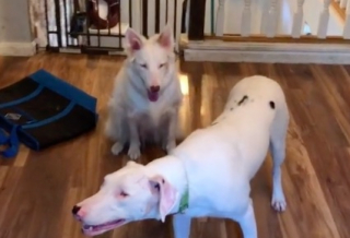 Illustration de l'article : 2 chiens sourds et aveugles font fondre les internautes dans une vidéo touchante