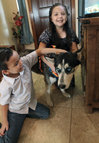 Illustration de l'article : Un Husky au passé difficile devient le dix millionième chien adopté d'une association