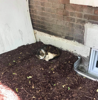 Illustration de l'article : Un chat découvre le confort d’une maison après avoir affronté les hivers canadiens