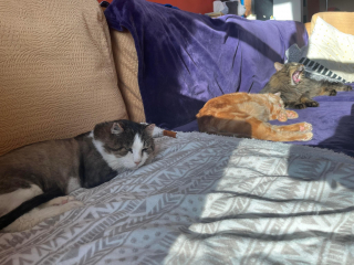 Illustration de l'article : Un chat découvre le confort d’une maison après avoir affronté les hivers canadiens