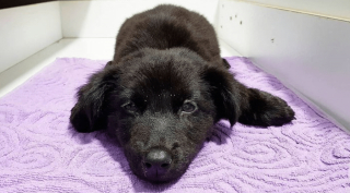 Illustration de l'article : Un chien dans un &eacute;tat catastrophique va &ecirc;tre m&eacute;tamorphos&eacute; apr&egrave;s qu&rsquo;un homme l&rsquo;ait recueilli