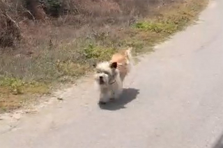 Illustration de l'article : Vidéo : Une chienne abandonnée dans la montagne poursuit une voiture à toute allure dans l'espoir d'être adoptée