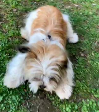 Illustration de l'article : Vidéo : Une chienne abandonnée dans la montagne poursuit une voiture à toute allure dans l'espoir d'être adoptée