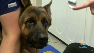 Illustration de l'article : Grâce aux dons de nombreuses personnes, un Berger Allemand obtient des prothèses et apprend à marcher pour la première fois !