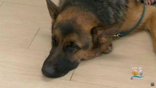 Illustration de l'article : Grâce aux dons de nombreuses personnes, un Berger Allemand obtient des prothèses et apprend à marcher pour la première fois !