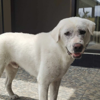 Illustration de l'article : 20 photos rendant compte de l'incroyable transformation d'un chien découvert abandonné et malade