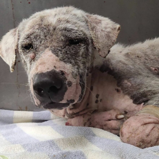 Illustration de l'article : 20 photos rendant compte de l'incroyable transformation d'un chien découvert abandonné et malade