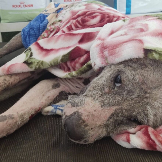 Illustration de l'article : 20 photos rendant compte de l'incroyable transformation d'un chien découvert abandonné et malade