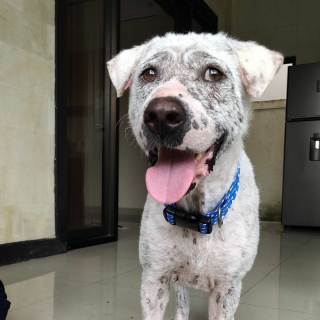 Illustration de l'article : 20 photos rendant compte de l'incroyable transformation d'un chien découvert abandonné et malade