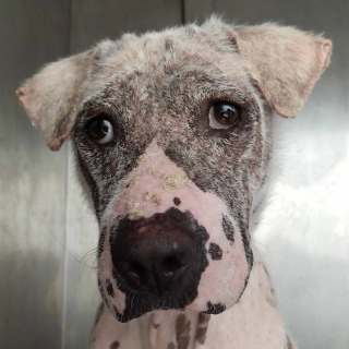 Illustration de l'article : 20 photos rendant compte de l'incroyable transformation d'un chien découvert abandonné et malade