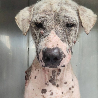 Illustration de l'article : 20 photos rendant compte de l'incroyable transformation d'un chien découvert abandonné et malade