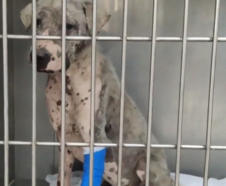 Illustration de l'article : 20 photos rendant compte de l'incroyable transformation d'un chien découvert abandonné et malade