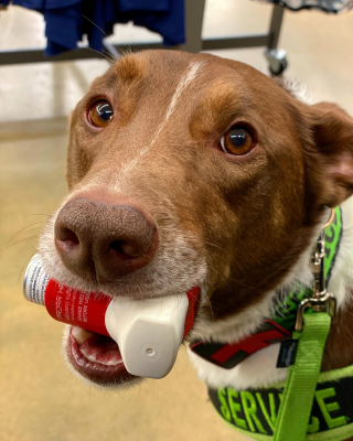 Illustration de l'article : 19 photos de chiens qui ont pour mission de changer la vie des humains