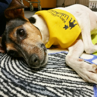 Illustration de l'article : 19 photos de chiens qui ont pour mission de changer la vie des humains