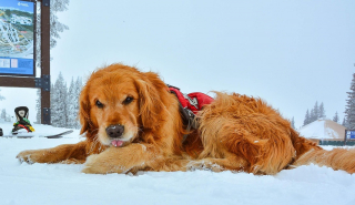 Illustration de l'article : 19 photos de chiens qui ont pour mission de changer la vie des humains