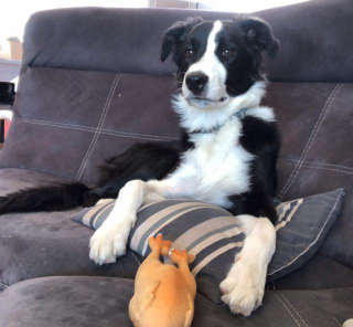 Illustration de l'article : Porteur de malformations cardiaques, un Border Collie fait face à son destin tragique à l'aide de sa maîtresse (vidéo)