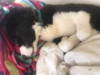 Illustration de l'article : Porteur de malformations cardiaques, un Border Collie fait face à son destin tragique à l'aide de sa maîtresse (vidéo)