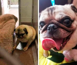 Illustration de l'article : 15 photos avant et après de chiens heureux d'avoir dit adieu à l'errance