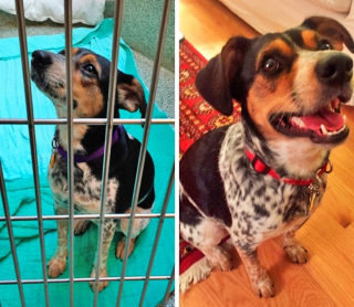 Illustration de l'article : 15 photos avant et après de chiens heureux d'avoir dit adieu à l'errance