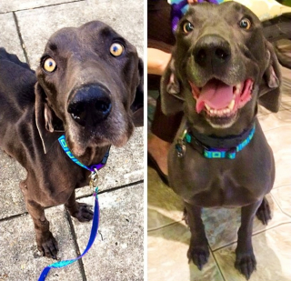 Illustration de l'article : 15 photos avant et après de chiens heureux d'avoir dit adieu à l'errance