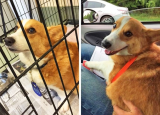 Illustration de l'article : 15 photos avant et après de chiens heureux d'avoir dit adieu à l'errance