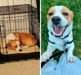 Illustration de l'article : 15 photos avant et après de chiens heureux d'avoir dit adieu à l'errance