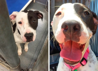 Illustration de l'article : 15 photos avant et après de chiens heureux d'avoir dit adieu à l'errance