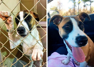 Illustration de l'article : 15 photos avant et après de chiens heureux d'avoir dit adieu à l'errance